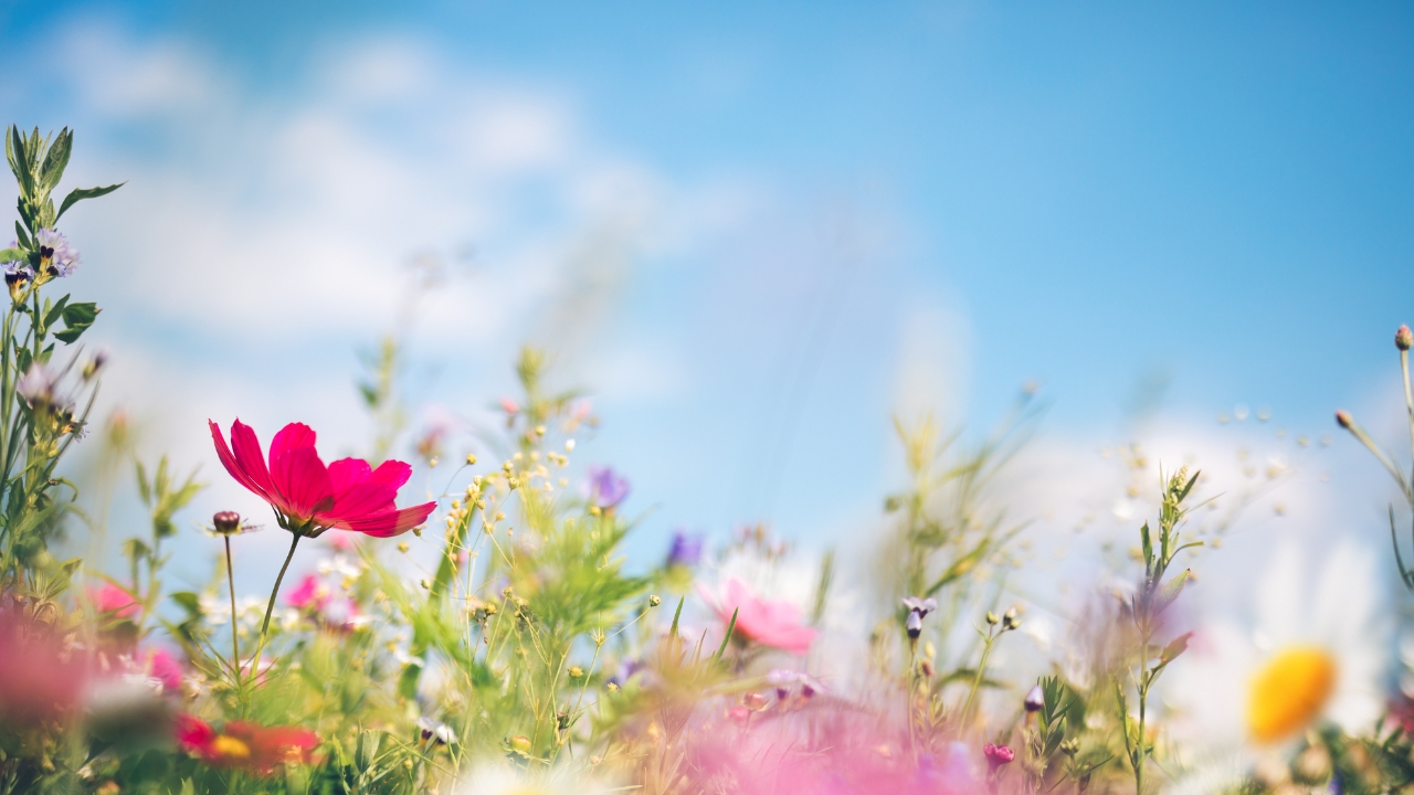 Spring and Easter Bucket List