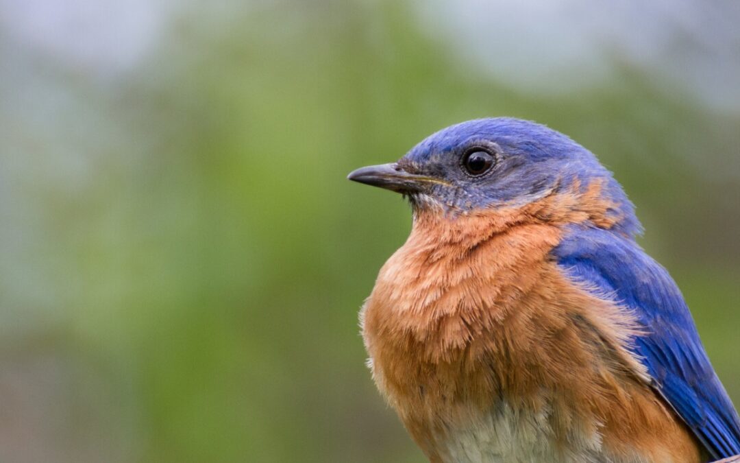 My bluebird password with God