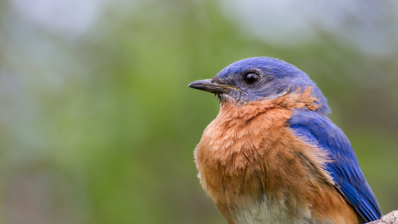 My bluebird password with God